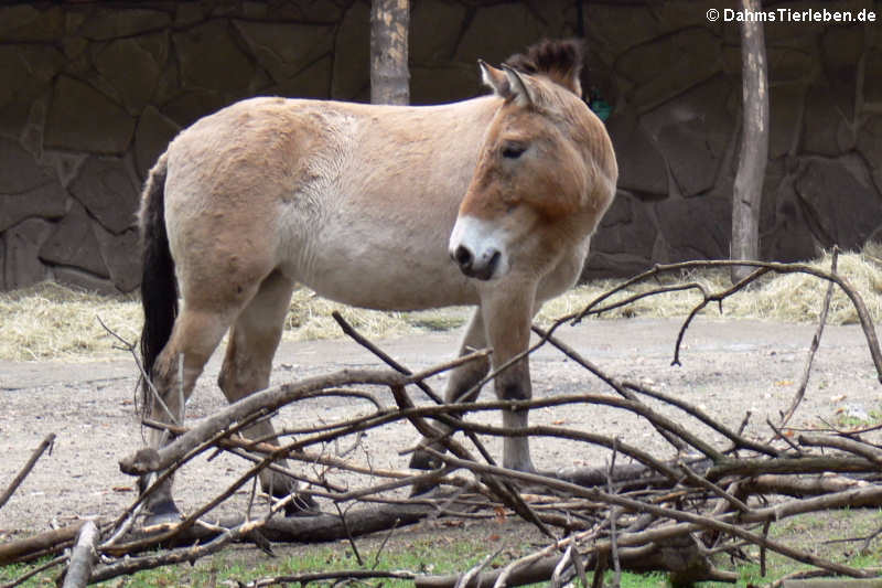 Przewalski-Pferd (Equus ferus przewalski)