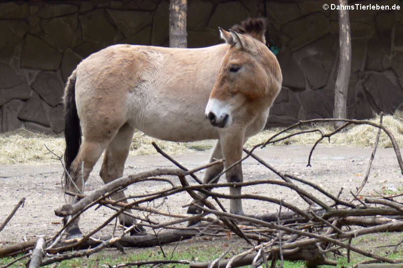 Equus ferus przewalskii