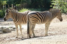 Damara-Steppenzebras (Equus quagga burchellii) im Zoo Duisburg