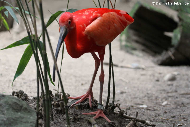 Roter Sichler (Eudocimus ruber)