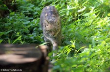 Europäische Wildkatze (Felis silvestris silvestris) im Zoo Duisburg