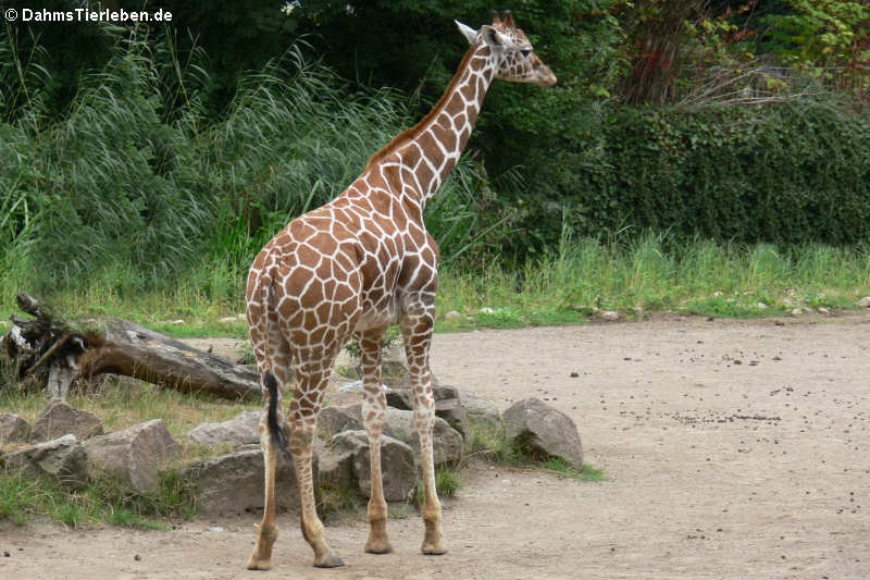 Netzgiraffe (Giraffa reticulata)