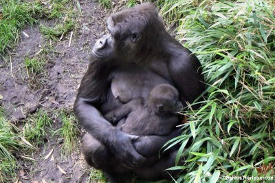 Westlicher Flachlandgorilla mit Nachwuchs (Gorilla gorilla gorilla)
