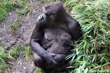 Westlicher Flachlandgorilla (Gorilla gorilla gorilla) im Zoo Duisburg