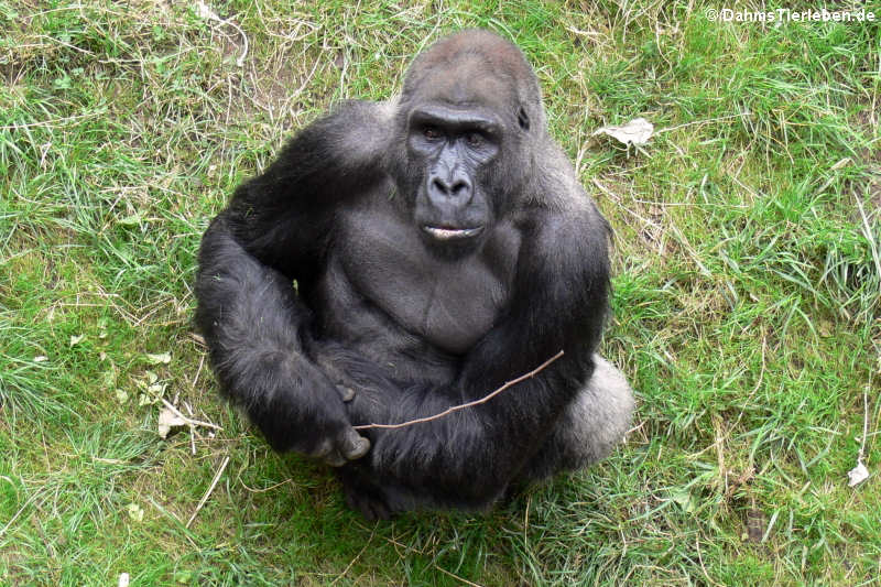 Westlicher Flachlandgorilla Gorilla gorilla gorilla-1