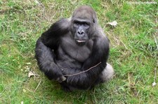 Westlicher Flachlandgorilla (Gorilla gorilla gorilla) im Zoo Duisburg