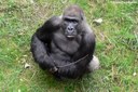 Gorilla gorilla gorilla