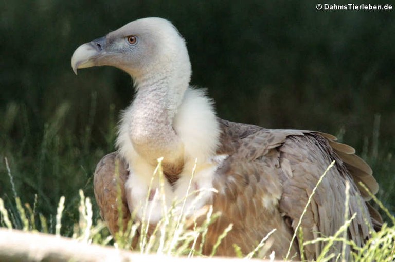 Gyps fulvus