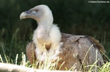 Gänsegeier (Gyps fulvus) im Zoo Duisburg