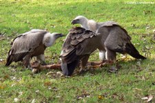 Gänsegeier (Gyps fulvus) im Zoo Duisburg