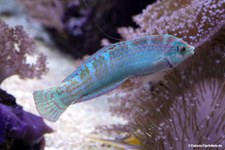 Gelbstreifen-Regenbogenfisch (Halichoeres cosmetus) 
im Zoo Duisburg Halichoeres cosmetus-1