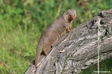 Helogale parvula undulata-5