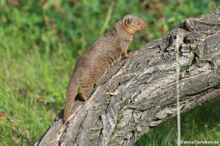 Helogale parvula undulatus