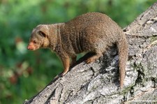 Helogale parvula undulata-6