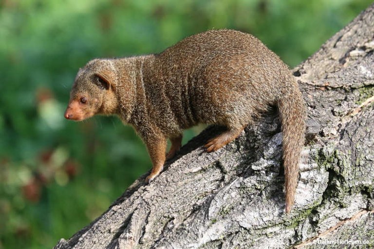 Helogale parvula undulatus