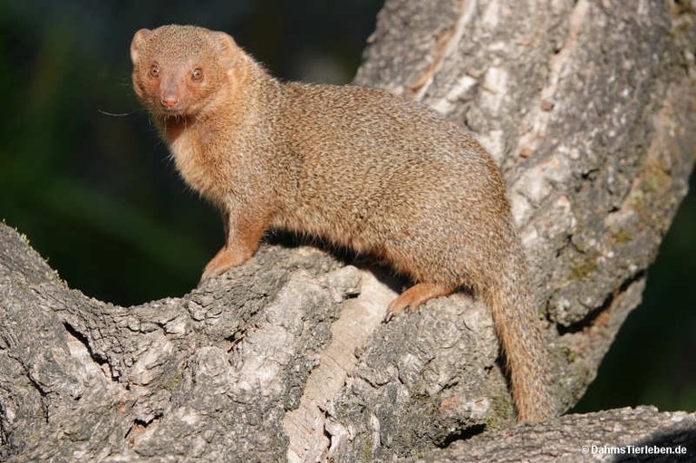 Helogale parvula undulatus