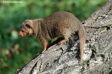 Ostafrikanische Zwergmanguste (Helogale parvula undulata) im Zoo Duisburg