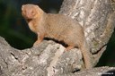 Helogale parvula undulatus