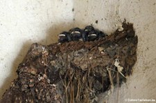Nest der Rauchschwalben (Hirundo rustica rustica) auf dem Gelände des Zoo Duisburg