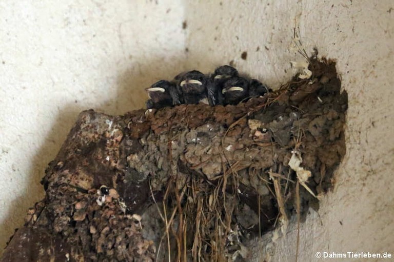 Hirundo rustica rustica