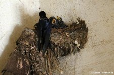 Fütterung der jungen Rauchschwalben (Hirundo rustica rustica) auf dem Gelände des Zoo Duisburg