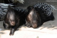 Weißschwanz-Stachelschweine (Hystrix indica) im Zoo Duisburg