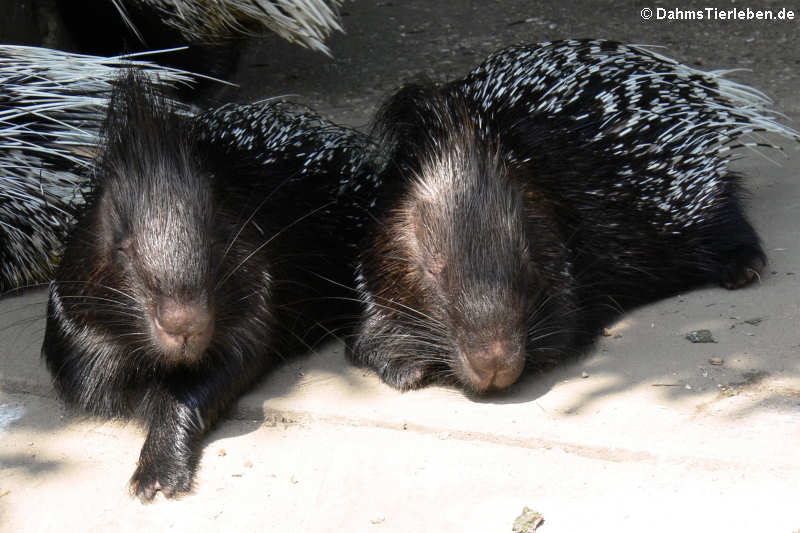 Hystrix indica