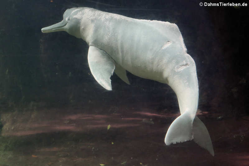 Flussdelfin (Inia geoffrensis)