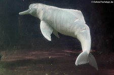 Amazonas-Flussdelphin (Inia geoffrensis) im Zoo Duisburg