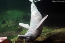 Amazonas-Flussdelphin (Inia geoffrensis) im Zoo Duisburg