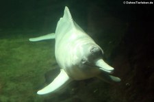 Amazonas-Flussdelphin (Inia geoffrensis) im Zoo Duisburg