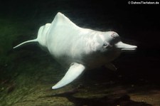 Amazonas-Flussdelphin (Inia geoffrensis) im Zoo Duisburg