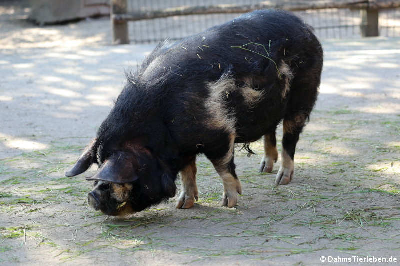 Sus scrofa f. domestica