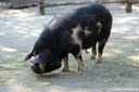 Kune-Kune-Schwein