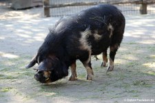 Kune-Kune-Schwein im Zoo Duisburg