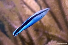 Gewöhnlicher Putzerfisch (Labroides dimidiatus) 
im Zoo Duisburg Gewöhnlicher Putzerfisch (Labroides dimidiatus) im Zoo Duisburg