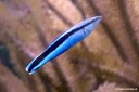 Labroides dimidiatus