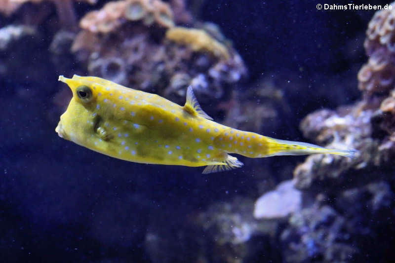 Langhorn-Kofferfisch (Lactoria cornuta)