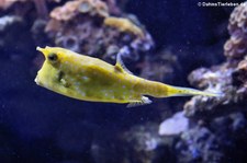 Langhorn-Kofferfisch (Lactoria cornuta) im Zoo Duisburg