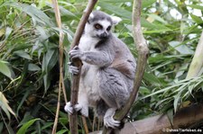 Katta (Lemur catta) im Zoo Duisburg