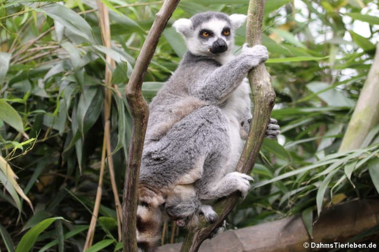 Lemur catta