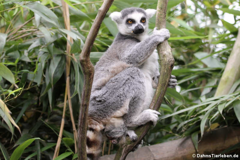 Lemur catta