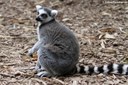 Lemur catta