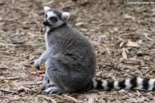 Katta (Lemur catta) im Zoo Duisburg