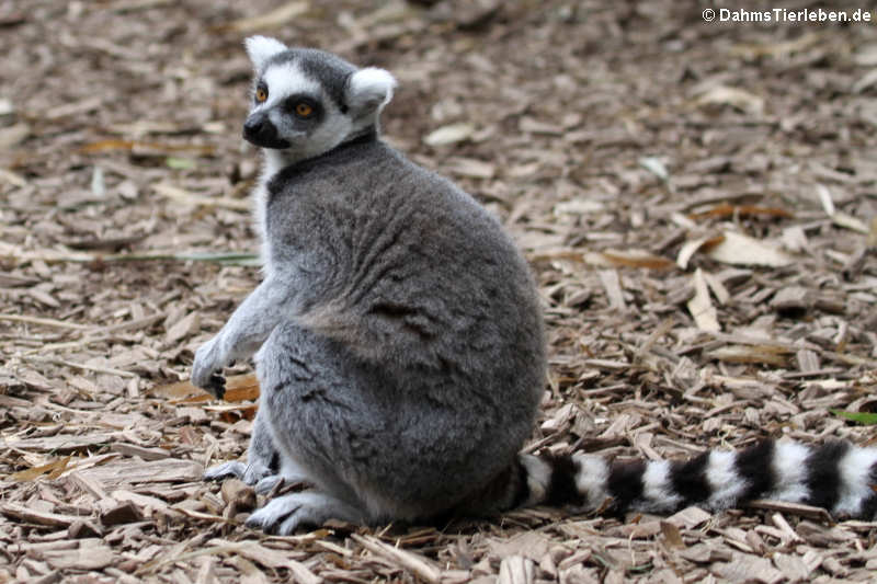 Lemur catta