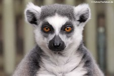 Katta (Lemur catta) im Zoo Duisburg