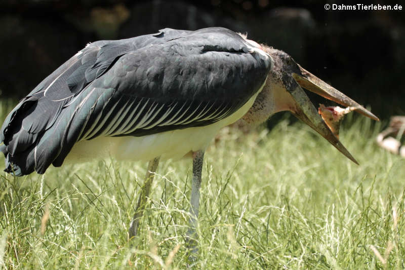 Marabu (Leptoptilus crumeniferus)