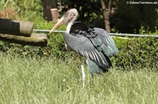 Marabu (Leptoptilus crumenifer) im Zoo Duisburg