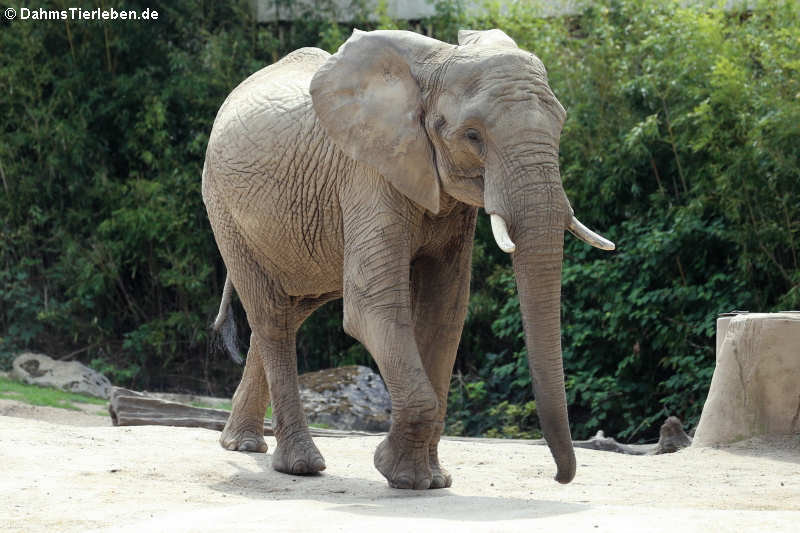 Afrikanischer Elefant (Loxodonta africana)