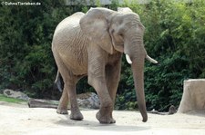 Afrikanische Elefanten (Loxodonta africana) im Zoo Duisburg